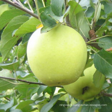 Hot sale China Fresh fruit golden delicious apples